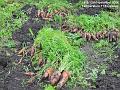 2006-1112carrots