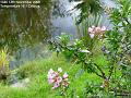 2006-1113_GardenView