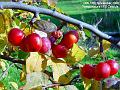 2006-1118crabapples