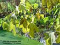 2006-1119fig