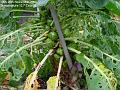 2006-1120sprouts