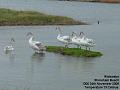 2006-1124swans