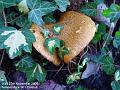 2006-1127bracketfungi