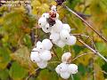 2006-1201whiteberried