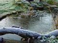 2006-1210icepond