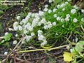2006-1219whiteflower