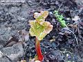 2006-1223rhubarb