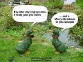 2006-1225ducks