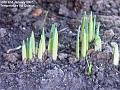2007-0102bulbs