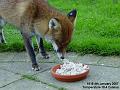 2007-0104A_Foxy