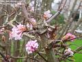 2007-0110blossom