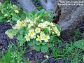 2007-0111polyantha
