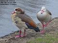 2007-0113duck