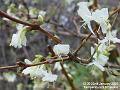 2007-0122WinterJasmin