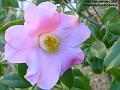 2007-0125camelia