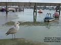 2007-0126sbsseagull