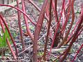 2007-0128Dogwood