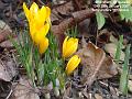 2007-0129crocus