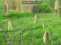 2007-0131catkins