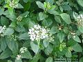 2007-0201greenbush