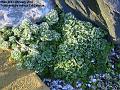 2007-0203frost