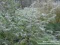 2007-0207frost