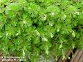 2007-0215Saxifraga