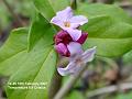 2007-0218Daphne