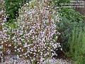 2007-0222wisley