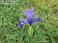 2007-0225iris