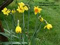 2007-0304daffodils