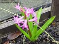 2007-0305hycinth