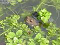 2007-0307toad