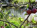 2007-0308crabapple