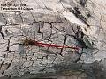2007-0429damselfly