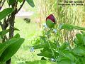 2007-0430peony