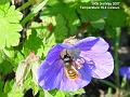 2007-0503bee