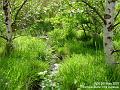 2007-0505forest