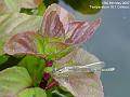 2007-0506damsel