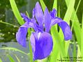 2007-0510iris