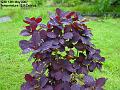 2007-0513smokebush