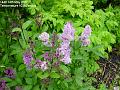 2007-0514lilac