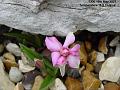 2007-0516Silene
