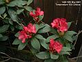 2007-0519rhodo