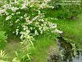 2007-0524whitebush