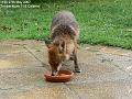 2007-0527fox