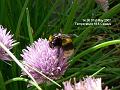2007-0531Chives