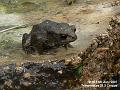 2007-0613Toad