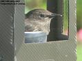 2007-0614starling