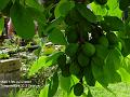 2007-0617plums